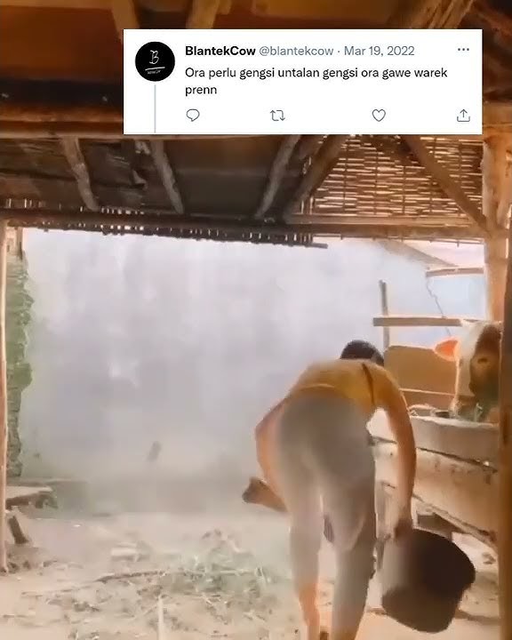 Story WA peternak sapi cantik///uayunetenanmaszehh//impianmasadepan//12detik