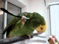 Smart amazing parrot   very funny  fyme