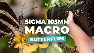 Sigma 105mm Macro Lens Review
