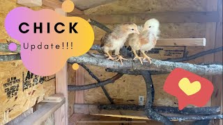 CHICKEN COOP - letting the chicks explore/Chick Update!
