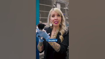 Fostering Kittens with Other Pets