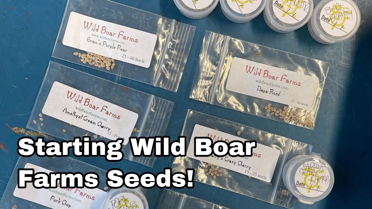 Planting Wild Boar Farms Tomato Seeds YouTube