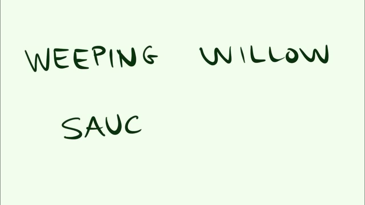 Cómo se escribe SAUCE LLORÓN en INGLÉS YouTube