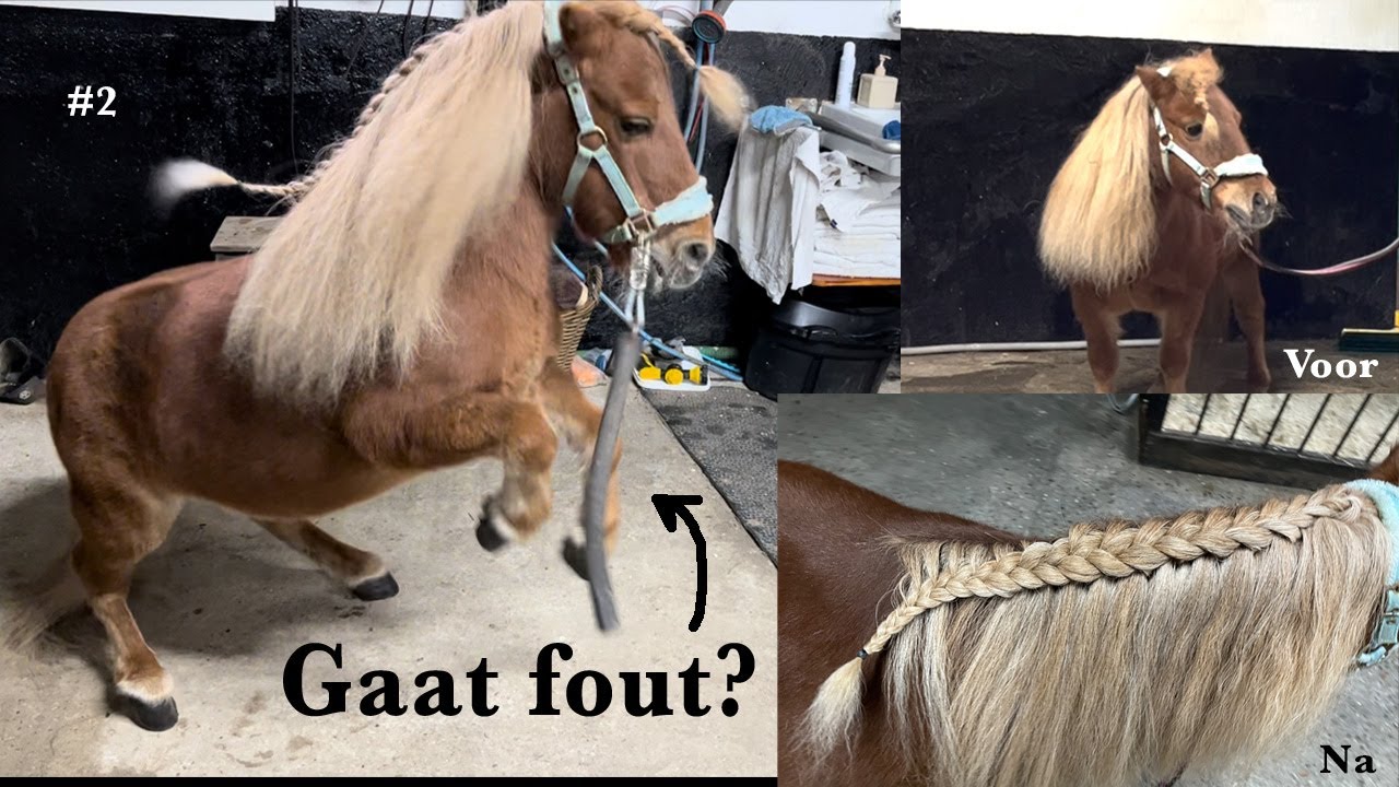 Minipony make-over GAAT FOUT? Eerste keer mijn paard SCHEREN | Vlog #2