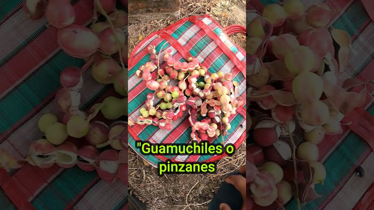 Guamuchiles o Pinzanes 