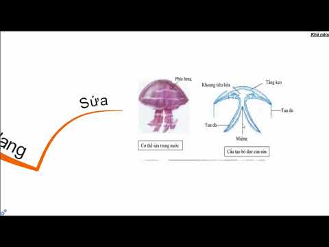 Ôn tập HKI : Ngành ruột khoang - Sinh học 7 - Hoc24.vn
