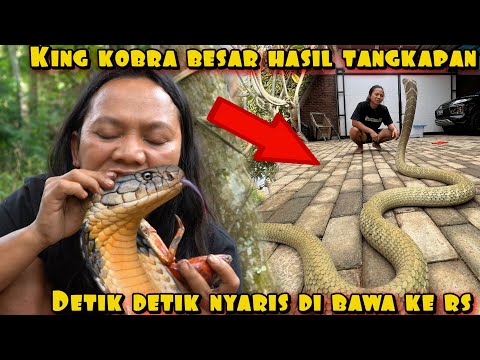 DEDE INOEN TAKLUKAN KING KOBRA LIMA METER
