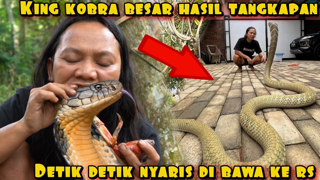 DEDE INOEN TAKLUKAN KING KOBRA LIMA METER