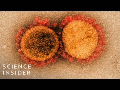 How Viruses Like The Coronavirus Mutate