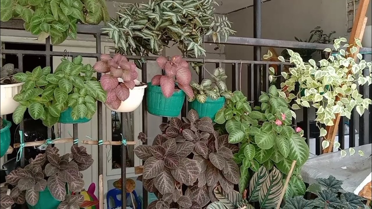 Berbagai Tanaman Hias Gantung yang Rimbun dan Subur menghiasi Teras ...