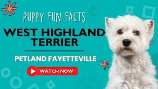 Everything you need to know about West Highland Terrier puppies! by Petland Fayetteville 9 views 9 months ago 1 minute