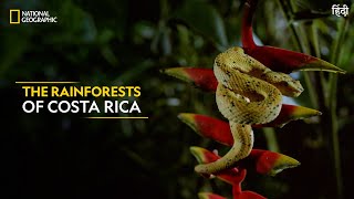 The Rainforests of Costa Rica | Dead by Dawn | Full Episode | S01E04 | National Geographic