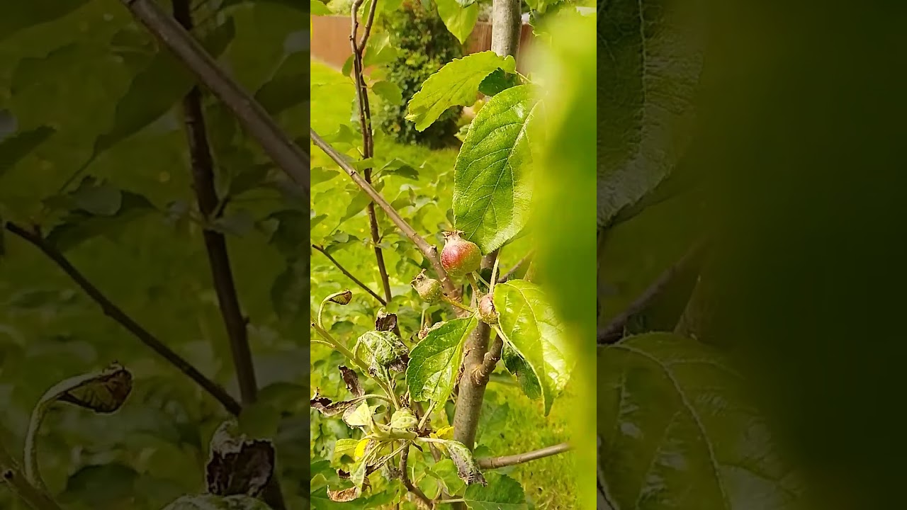 apple tree (Braeburn) small apples aprox 2 cm diameter 26 May UK wild nature countryside outdoors