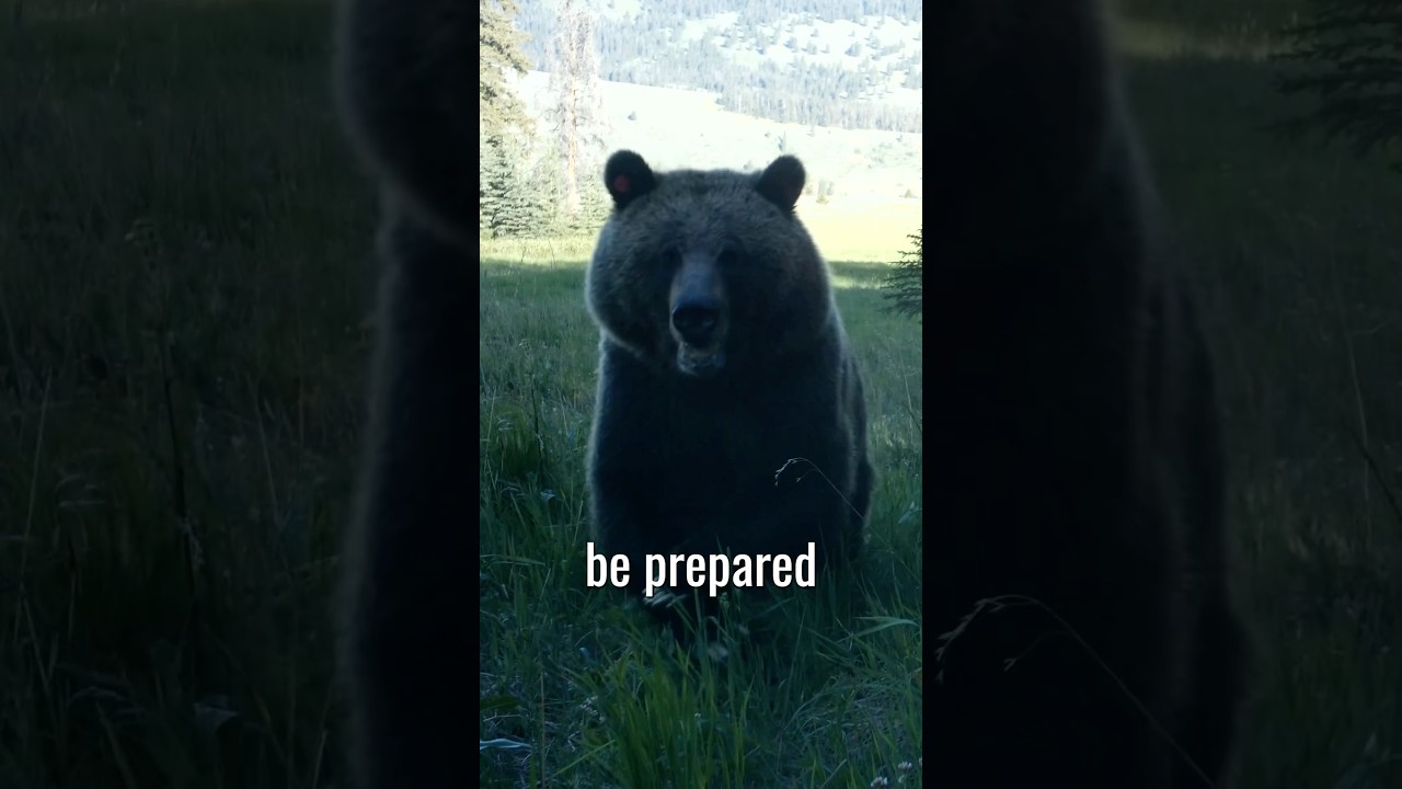 Grizzly Bear Attack