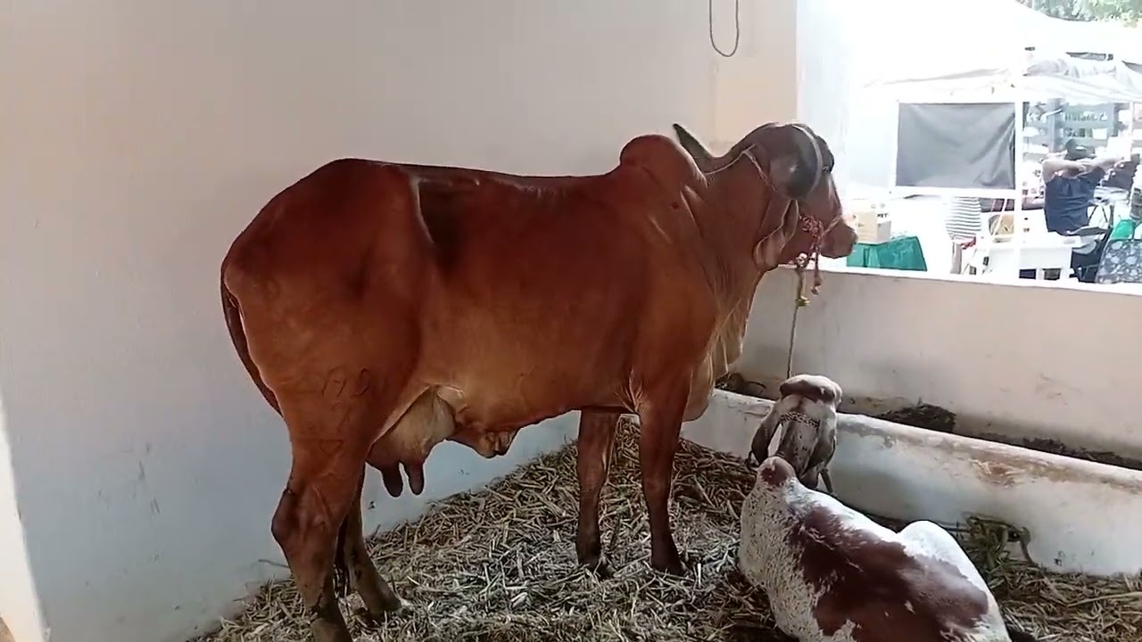 Mostrando os bovinos nas baias de exposição da Expocrato - Parte 2! 