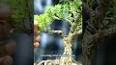 The Art of Bonsai: Cultivating Miniature Trees for Beauty and Tranquility ile ilgili video