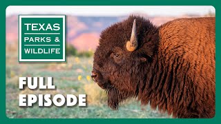 PBS Show   Texas Bison, Dragonfly Chasers & Hiking Blind