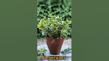 Какие комнатные растения любят щелочные почвы