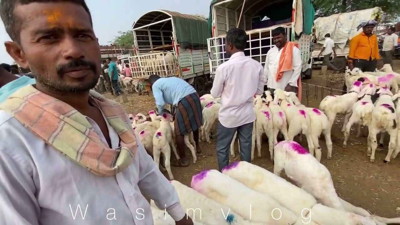 Amingad kids sheep farming information in Amingad market