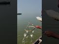 justin bieber jack blues fishing #fishing #vairalvideo