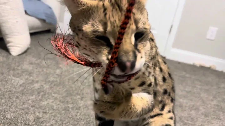 Video 3306581: wild african serval pet, african serval pet eats, serval cat