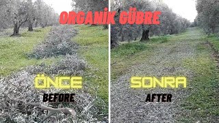 Zeytin Bahçesinde Dal Parçalama İşlemi...! Toprağa organik madde kazandırma...!