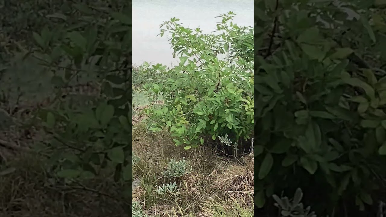 Butterfly at Aransas Pass kayak launch 2/3 