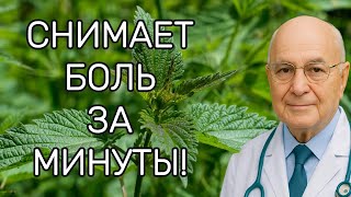Жгучая крапива лечит суставы: артрит, подагра, остеоартрит без таблеток!