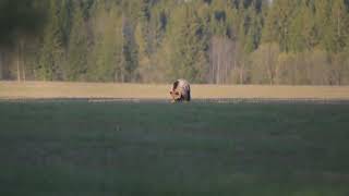 DSC 0300