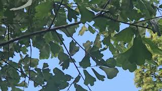 Quercus marilandica dub marylandský