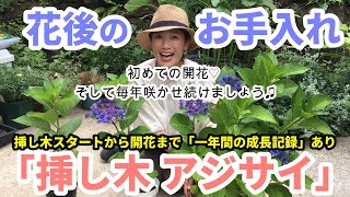 【挿し木アジサイ】花後のお手入れ / 挿し木スタートから1年の成長記録全て見せます/ 去年5月に挿し木して、もう開花したよ【ガーデニング】
