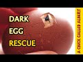 Dark Egg needs help Hatching