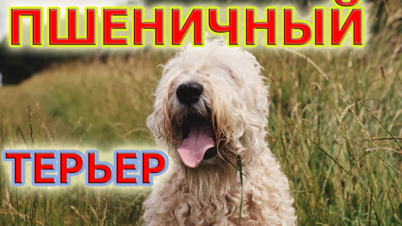 Ирландский мягкошерстный пшеничный терьер - сообразительная, настойчивая и решительная порода собак