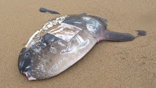 海岸にマンボウが落ちてたから寄生虫を頂く