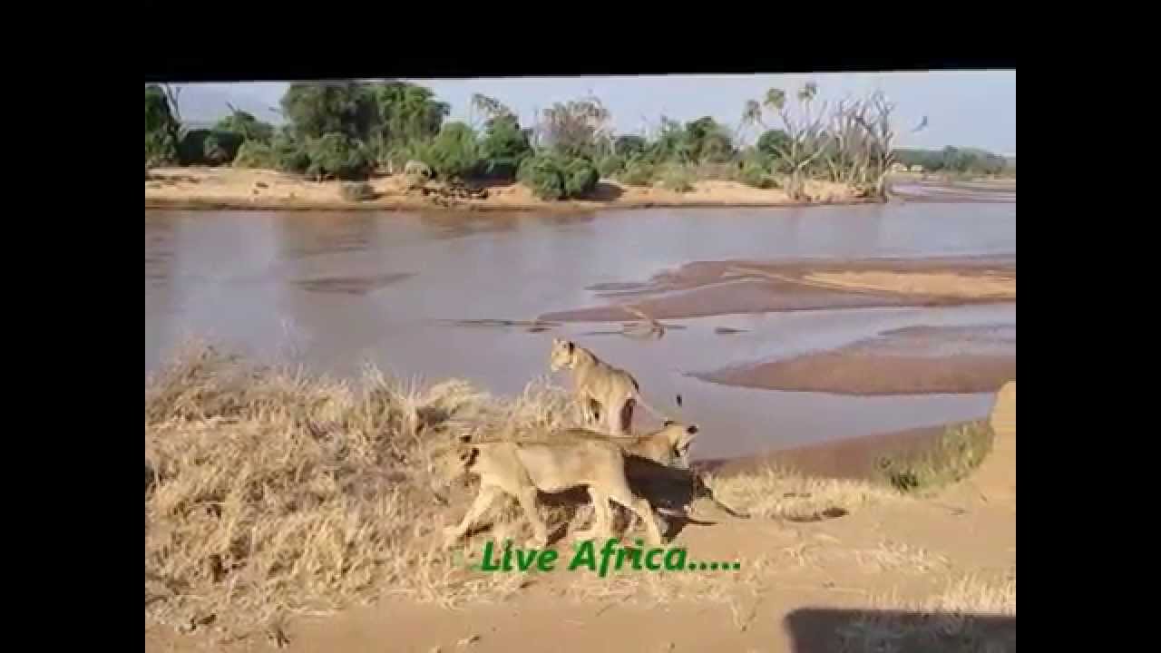 safari kenia youtube