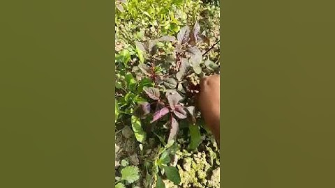 Harvesting Red spinach from my garden....🪴 #nature #relaxingmusic  #music #garden #plants  #farming