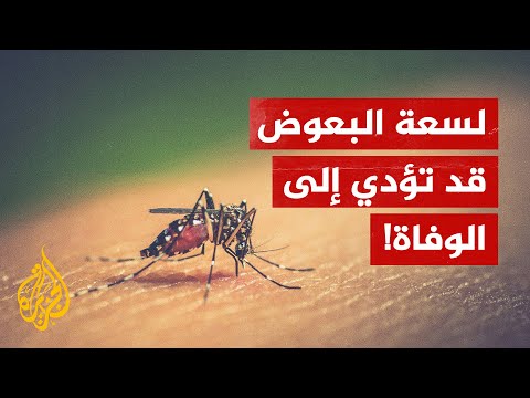 ما الذي يجذب البعوض لجسم الإنسان