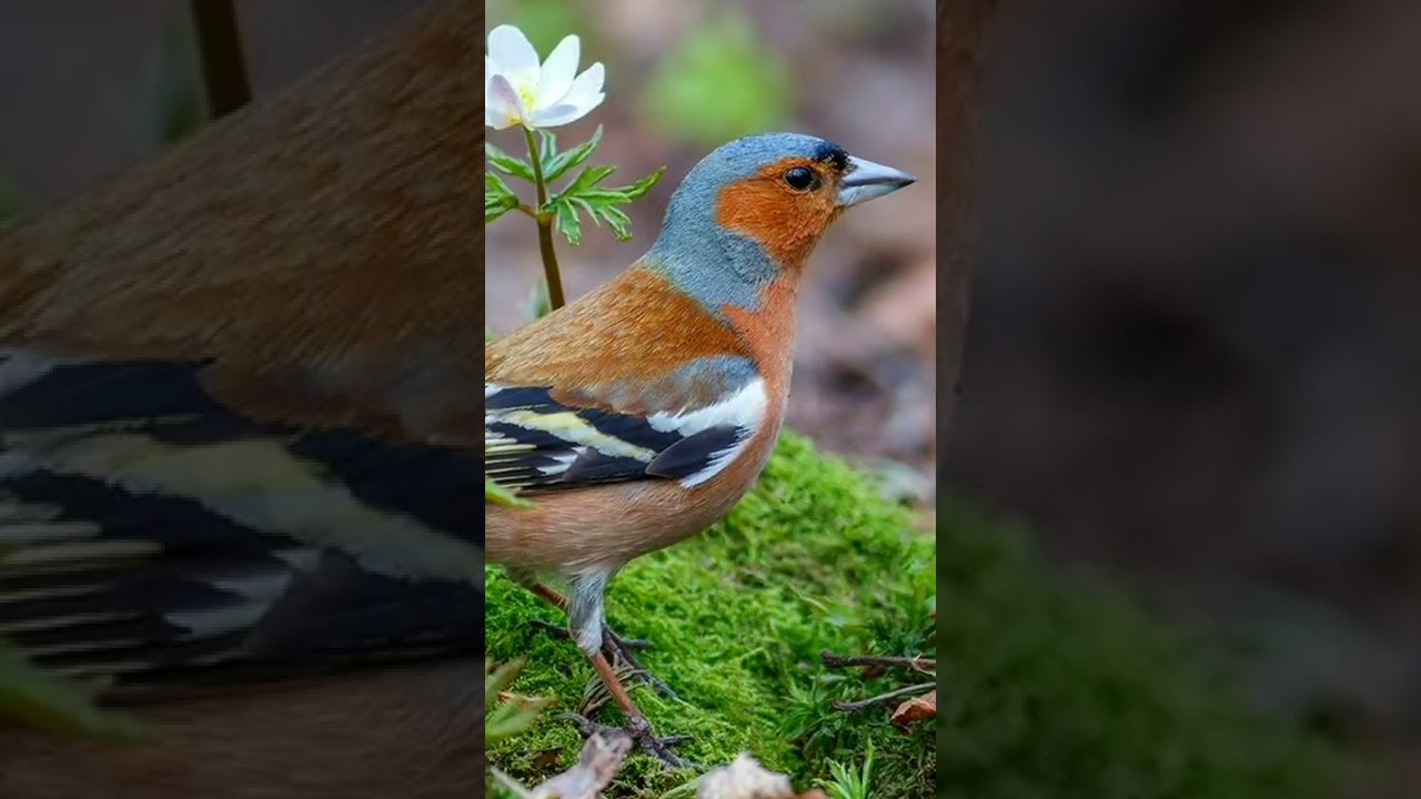 Красивое пение зяблика. The singing of a finch. الطيور.