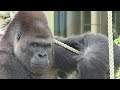 シャバーニ家族 691  Shabani family gorilla