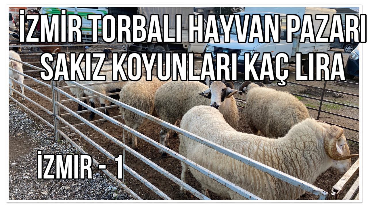 SAKIZ KOYUNLARI KAÇ LİRA - İZMİR  TORBALI HAYVAN PAZARI