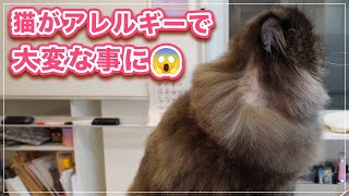 【トテコちゃん】猫がアレルギーで大変なことになった【毛玉】