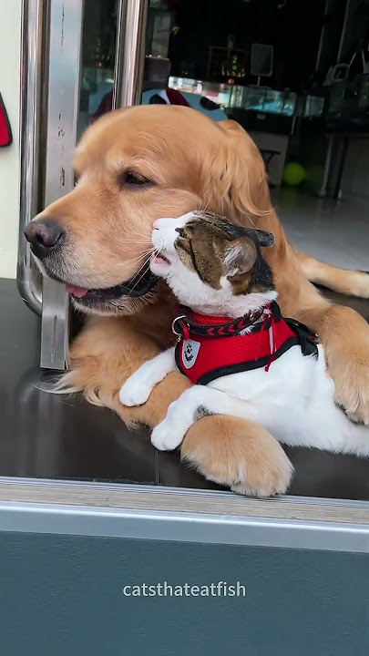 This Cat & Dog 'Fight' is Actually Hilarious Friendship! 🤜🤛❤️ #BestFrenemies #funnycat#cats