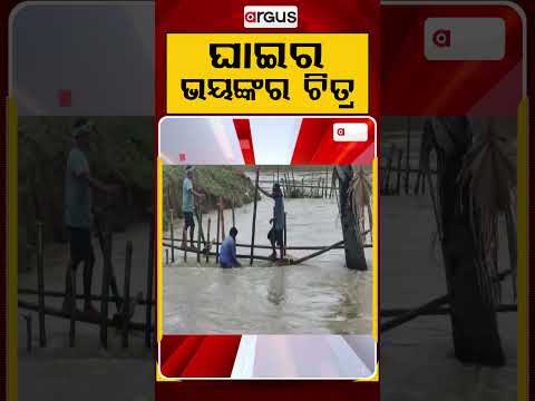 Bhadrak Flood: Brave Locals Risk Lives to Repair Embankment Breach Amid Raging Water | Argus News