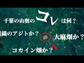 千葉の山奥のこれ何? アジト?大麻畑?コカイン畑?