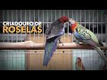 Criadouro de Aves Exóticas | Criação de ROSELAS | #BIRDTV