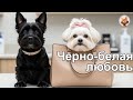 Черно белая любовь