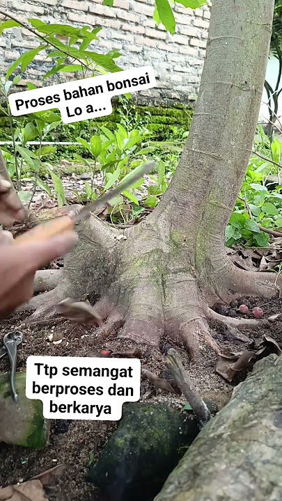 ga ada lo'a ga rame #bonsai #bonsaitree #bonsaiideas #inpirasibonsai