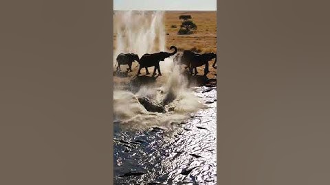 Unreal Ai Videos : Unreal Elephants