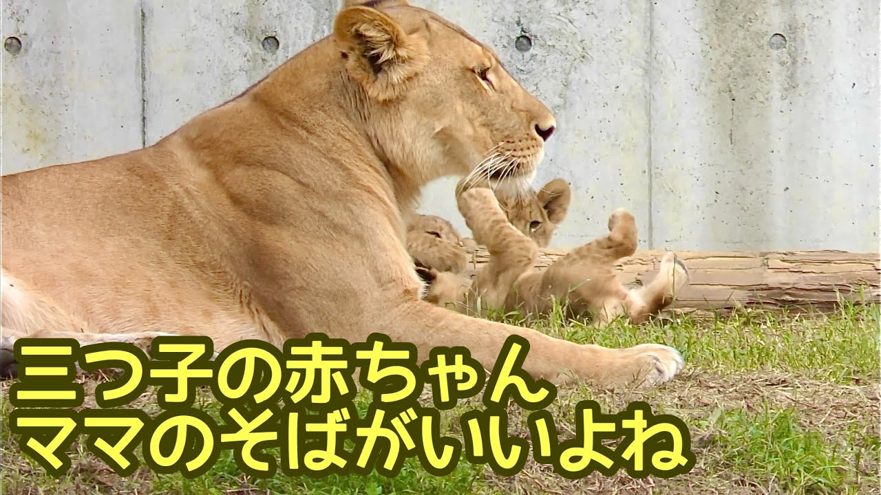 【希少】GINZA WAKO ライオン親と子 ライオン シルクママと三つ子の赤ちゃん ママのそばが一番かな【のんほ