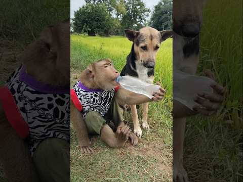 Best SokYaa OG Pao Mom Are Famous Around The World Shorts